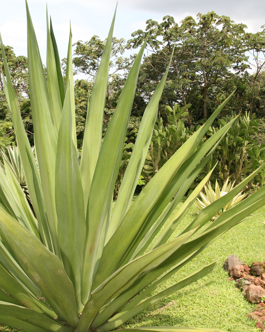 Furcraea cabuya