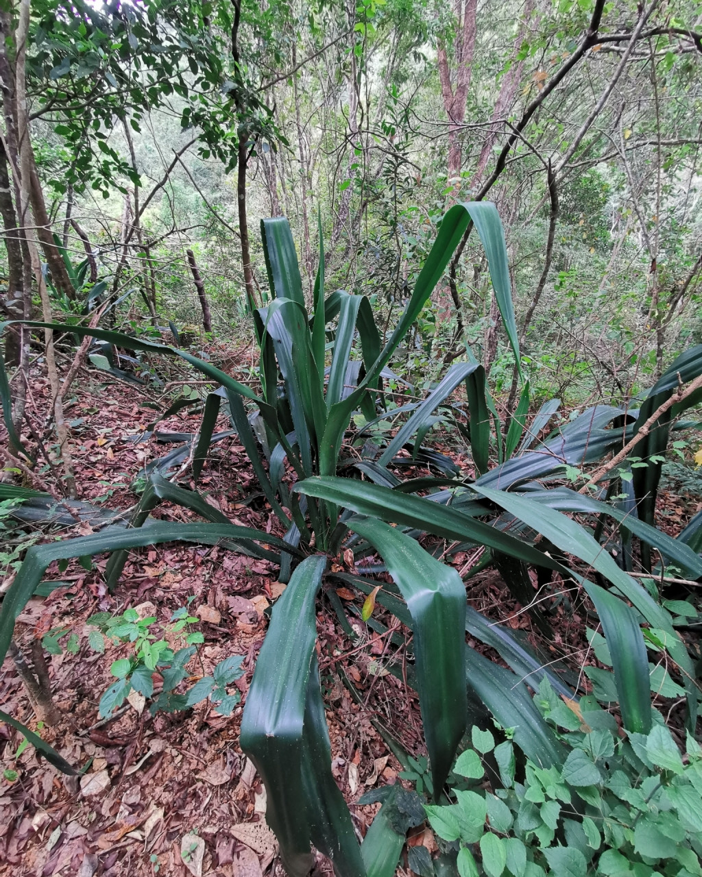 Furcraea guerrerensis