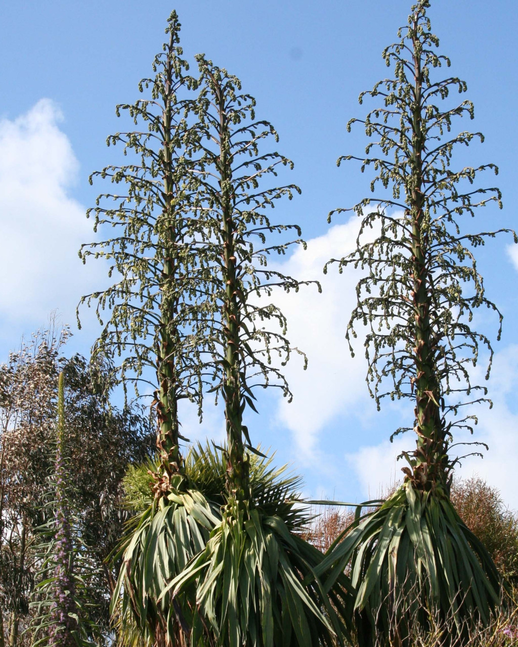 Furcraea longaeva
