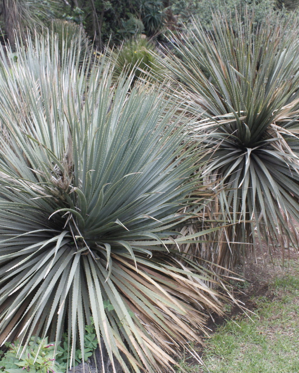 Furcraea niquivilensis