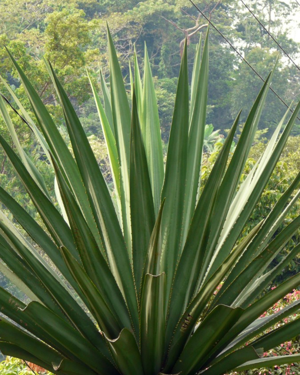Furcraea samalana