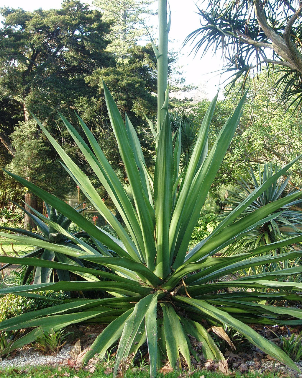 Furcraea selloa