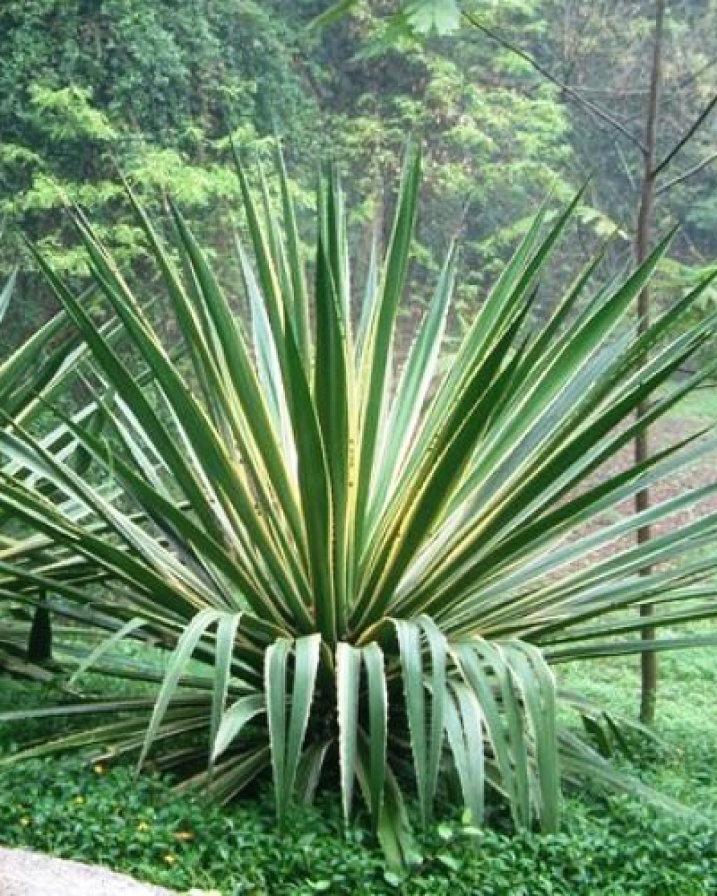 Furcraea selloa 'Marginata'