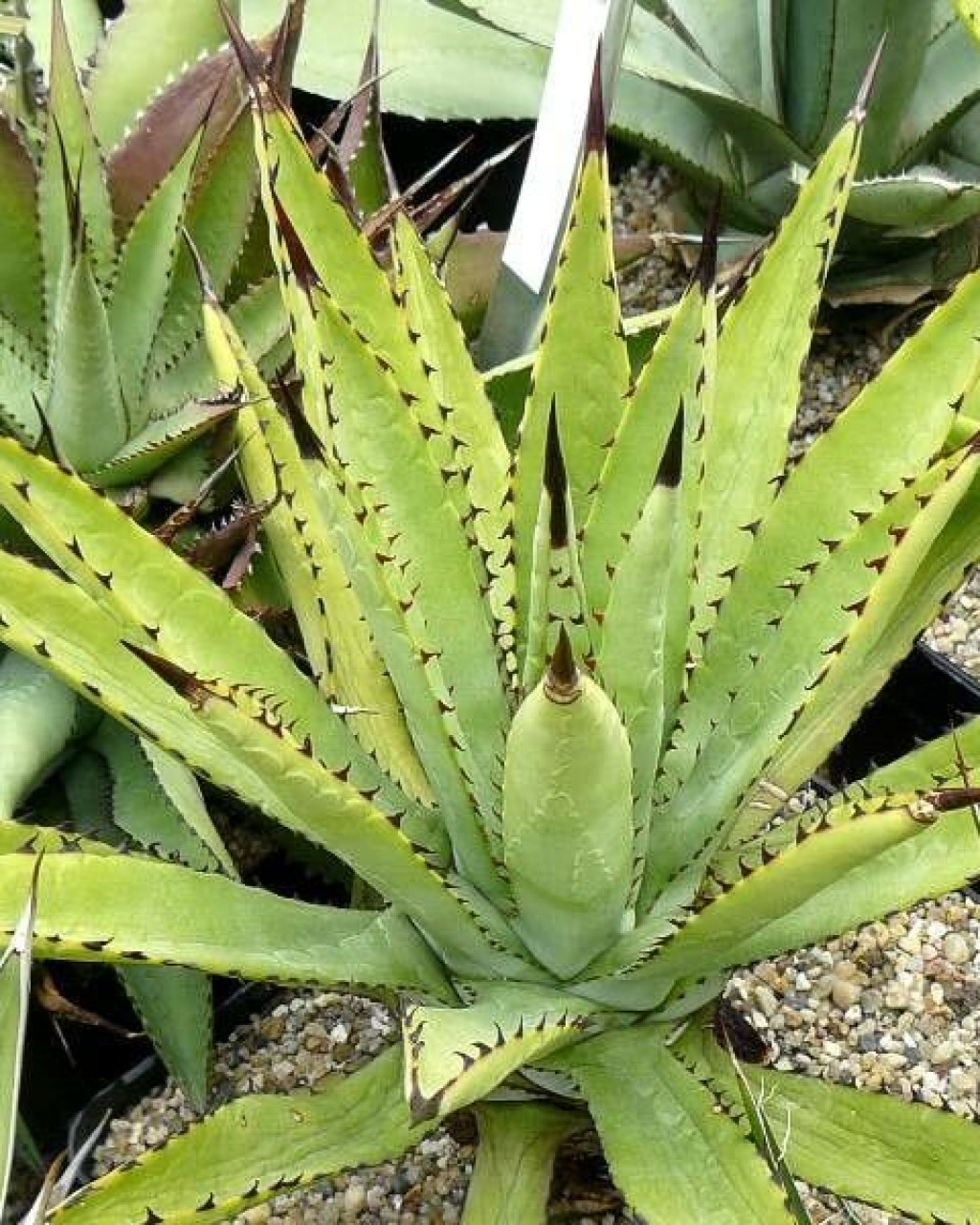 Furcraea tuberosa