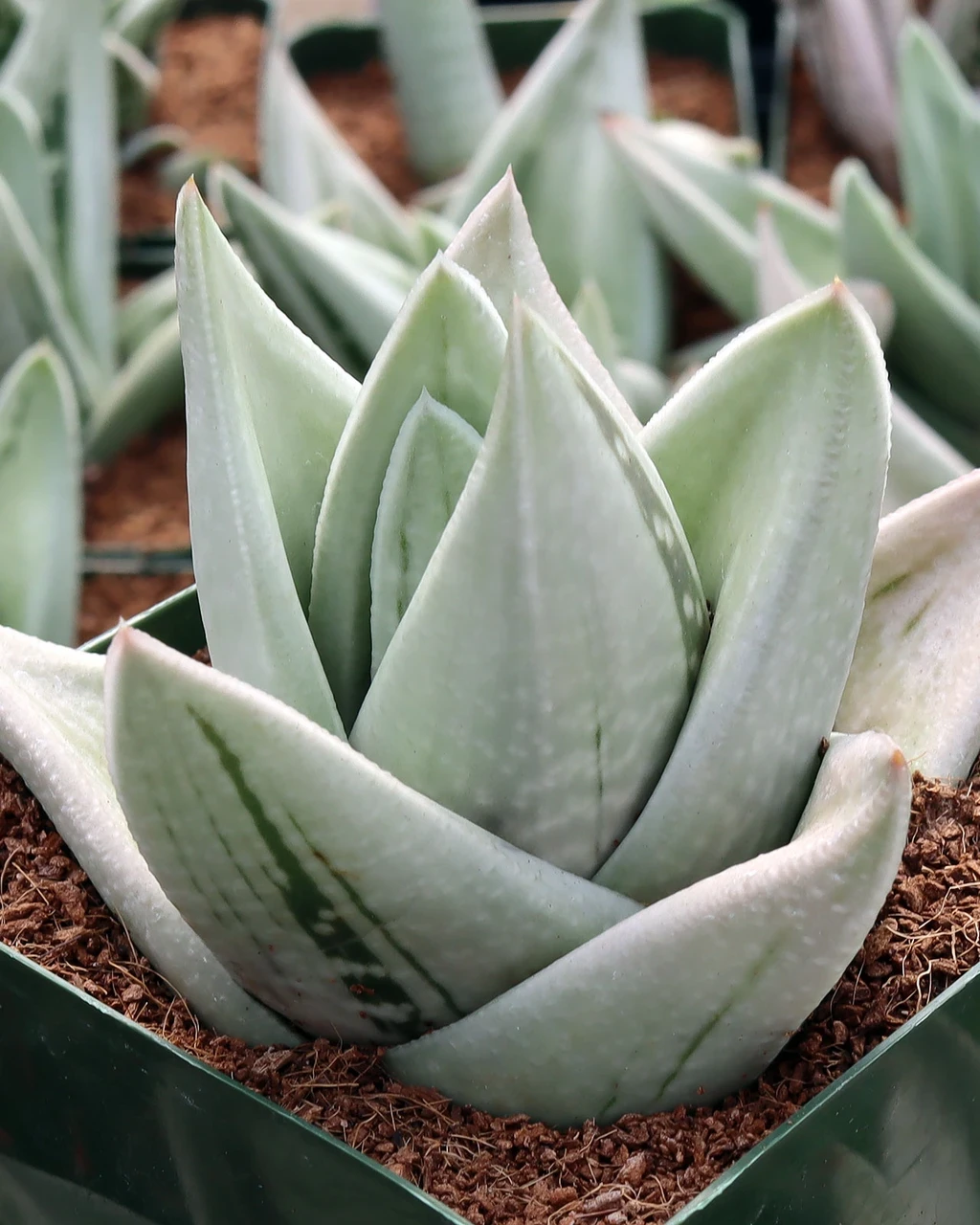×Gasteraloe