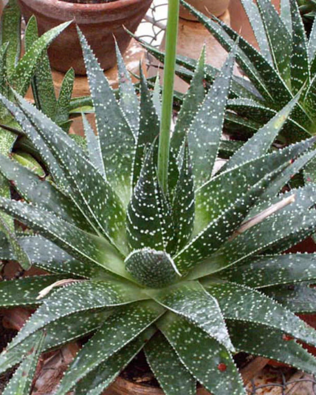 ×Gasteraloe beguinii