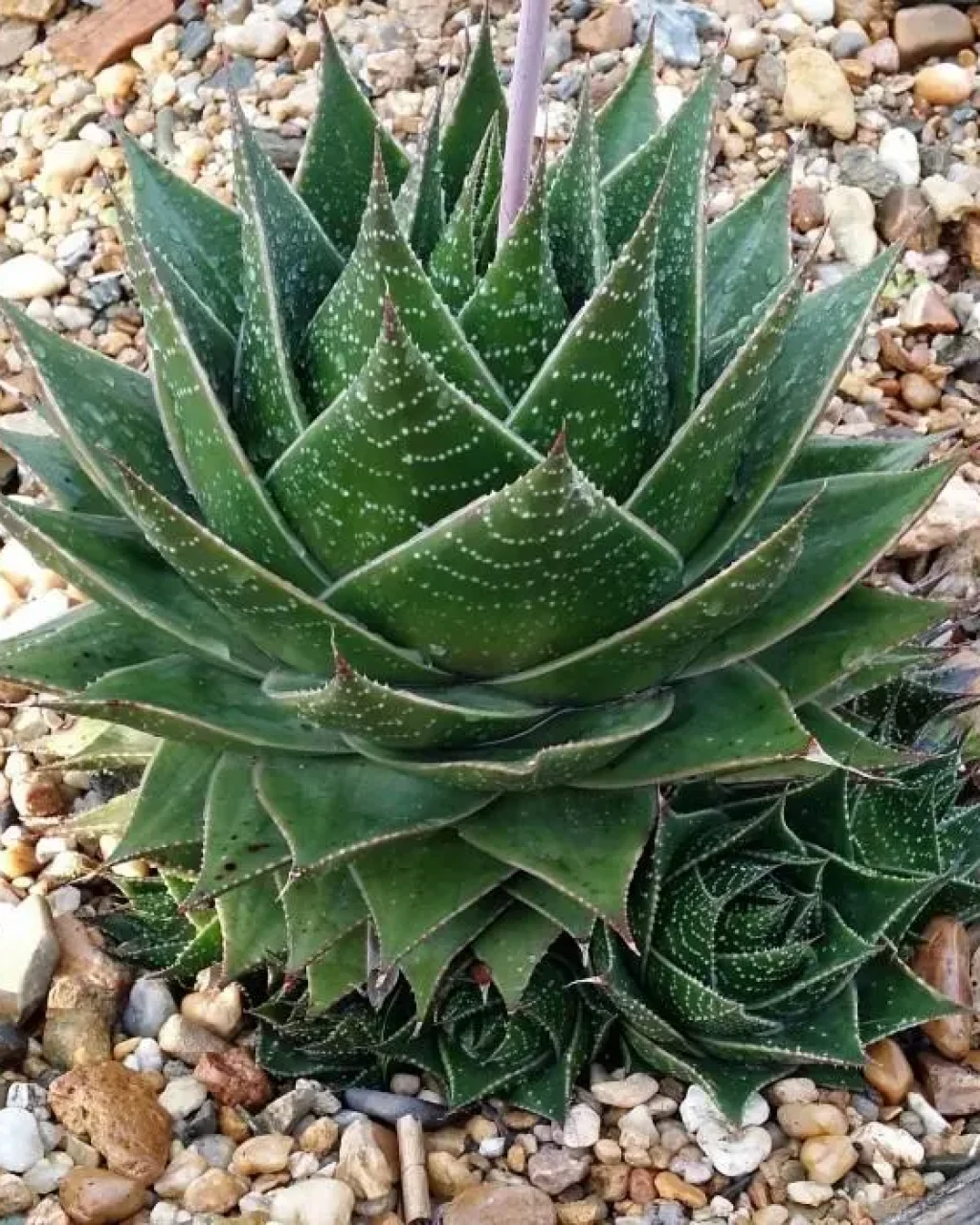 ×Gasteraloe 'Cosmo'