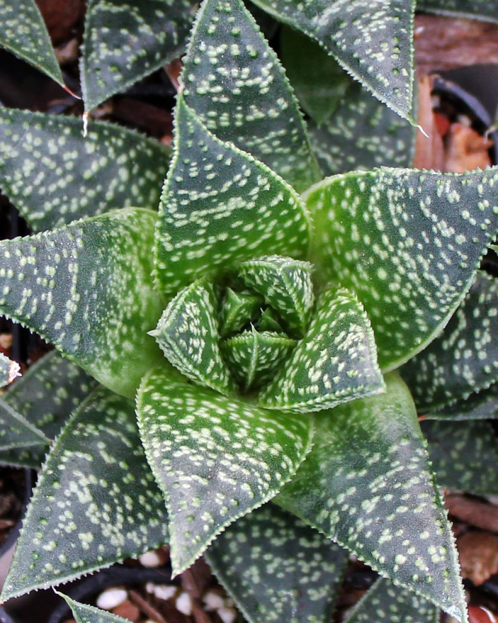 ×Gasteraloe 'Flow'