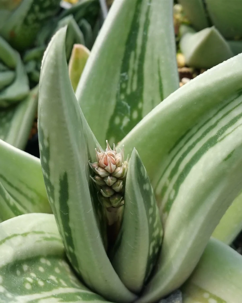 ×Gasteraloe 'Green Ice'
