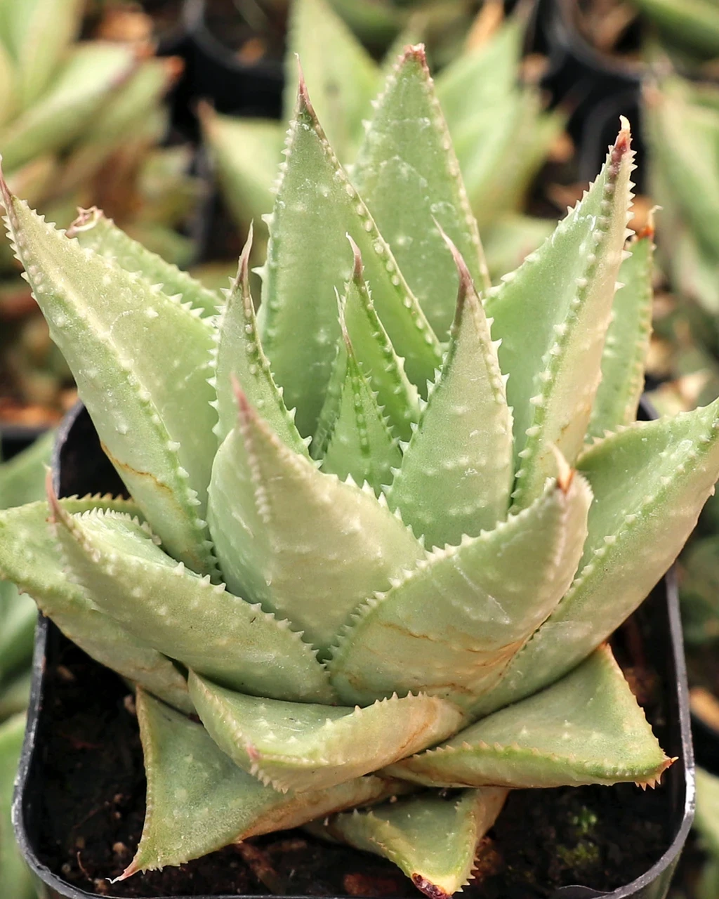×Gasteraloe 'Silver Swirls'