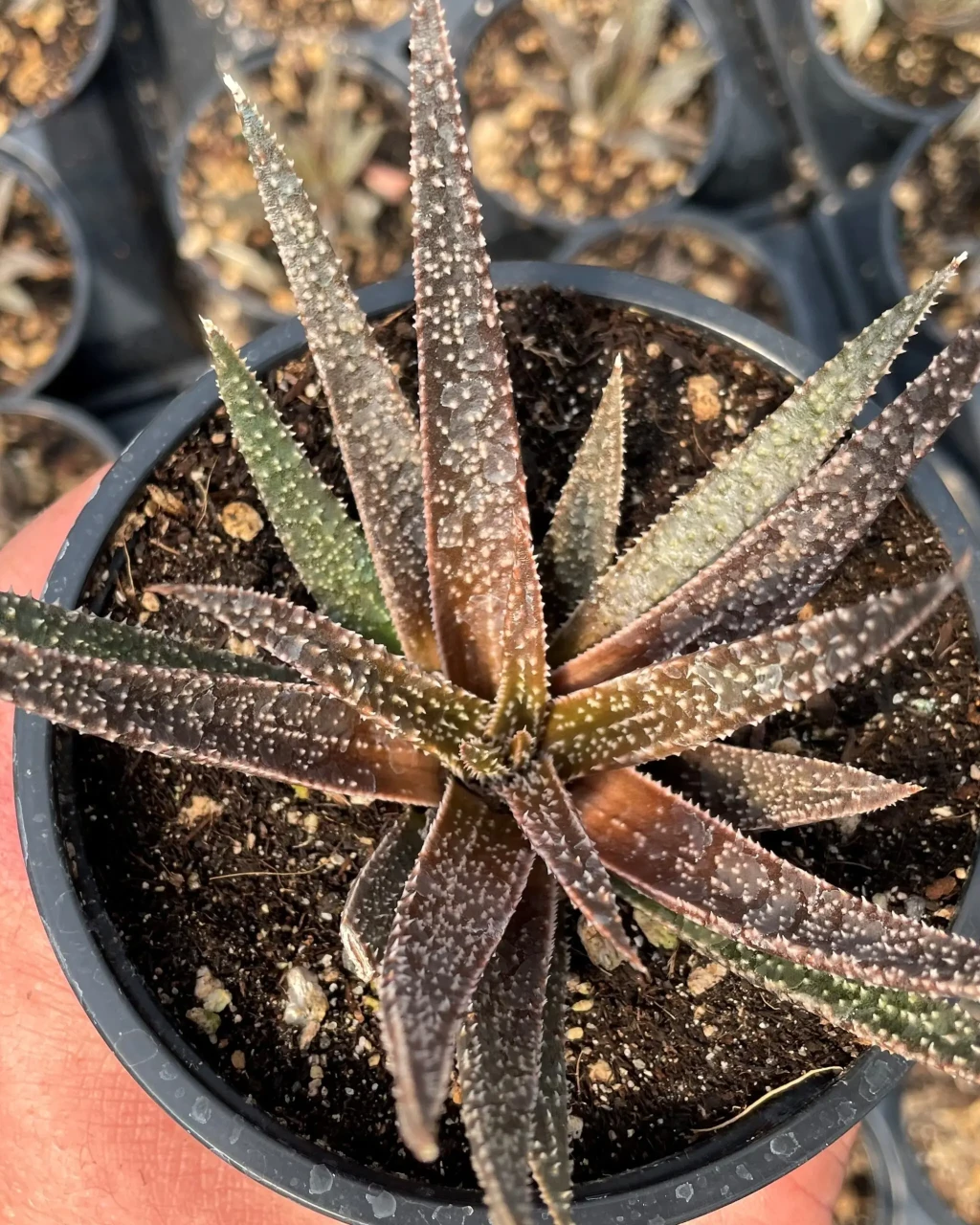 ×Gasteraloe 'Twilight Zone'