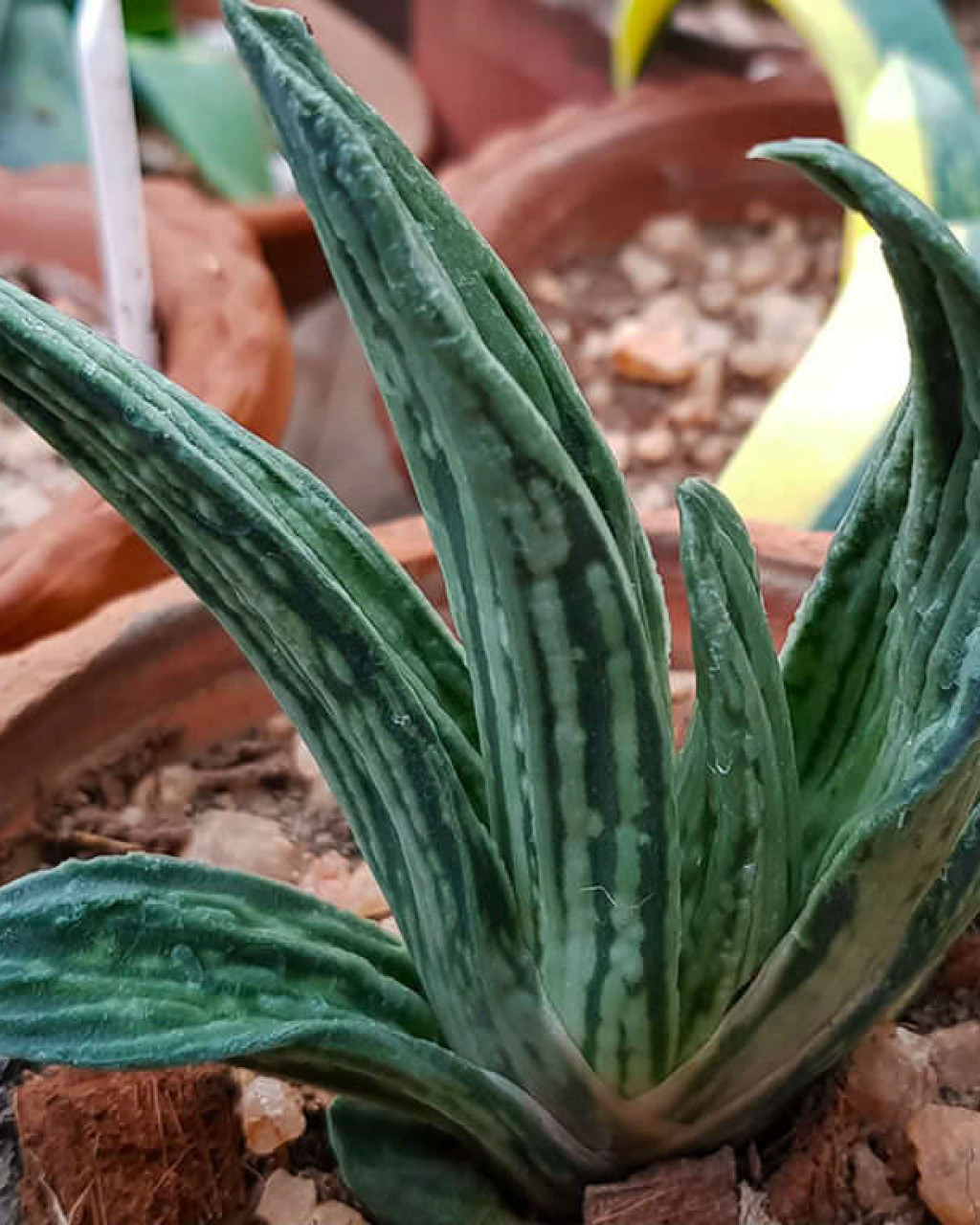 Gasteria 'Aramatsu'