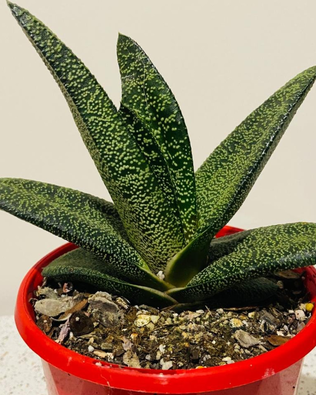 Gasteria batesiana