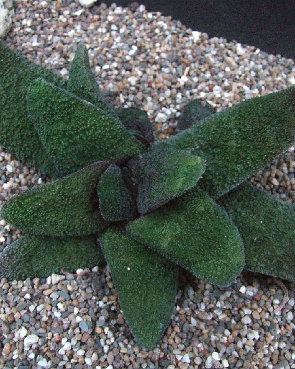 Gasteria batesiana 'Barberton'