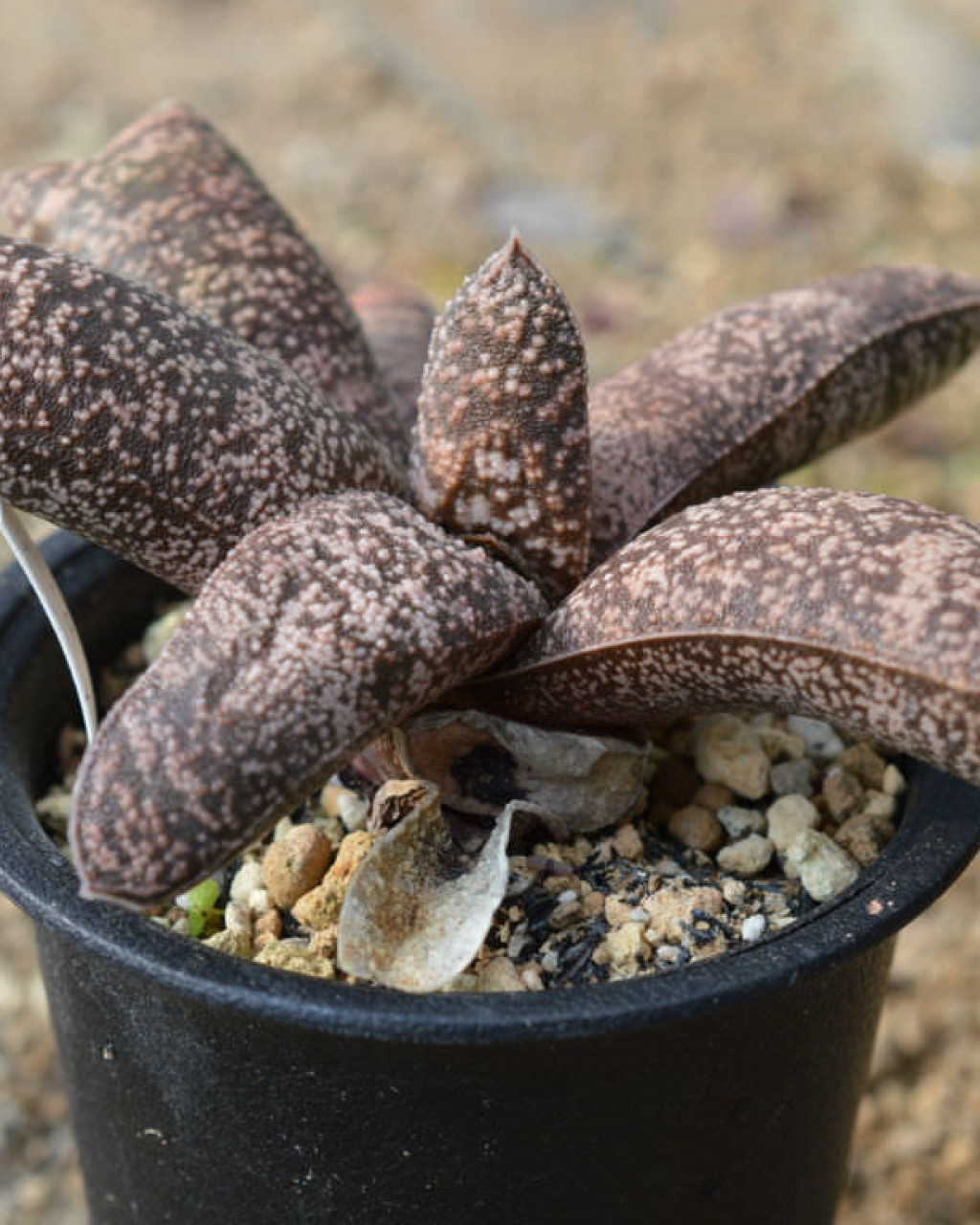 Gasteria batesiana var. dolomitica