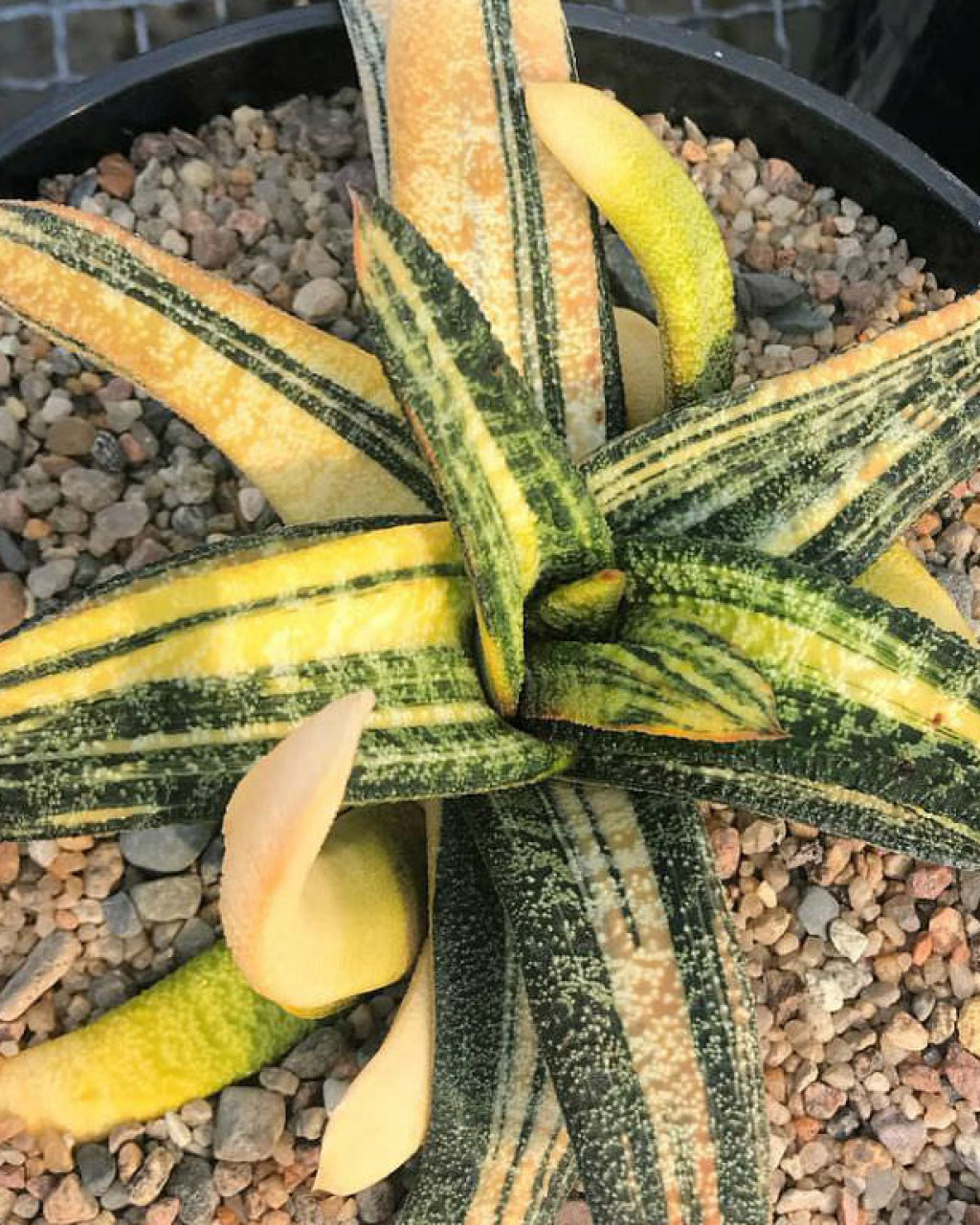 Gasteria batesiana 'Variegata'