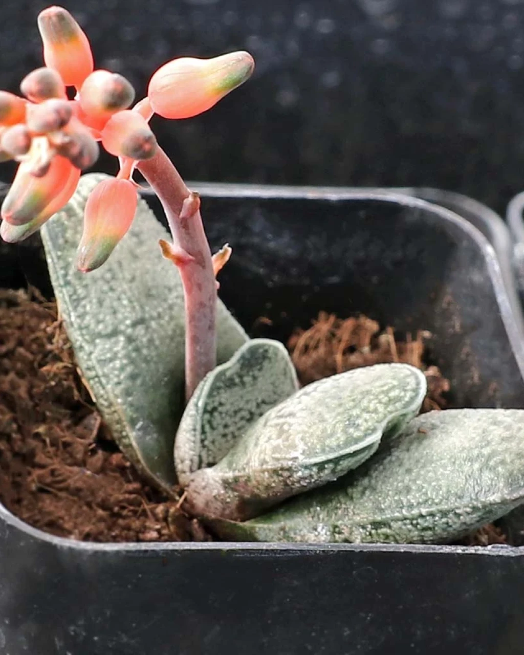Gasteria baylissiana