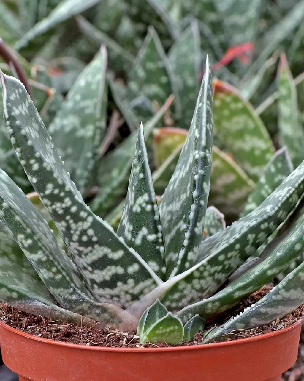 Gasteria bicolor