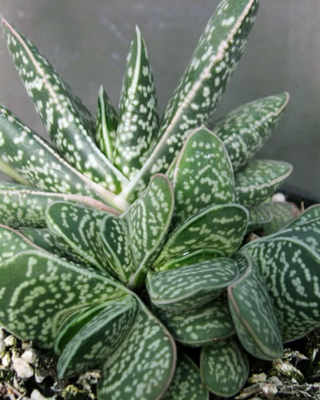 Gasteria bicolor var. liliputana