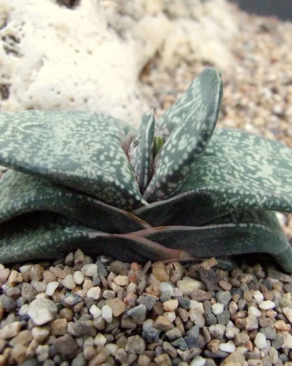 Gasteria brachyphylla