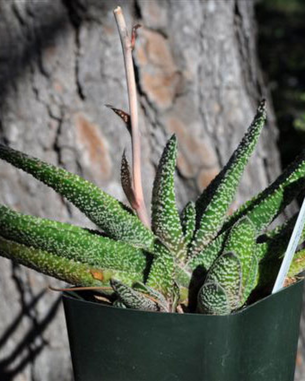 Gasteria Carinata