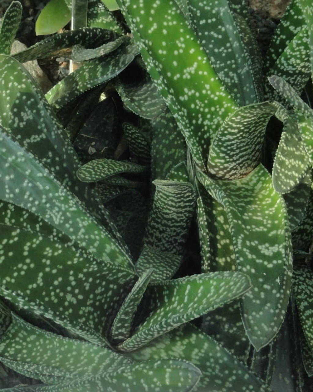 Gasteria carinata