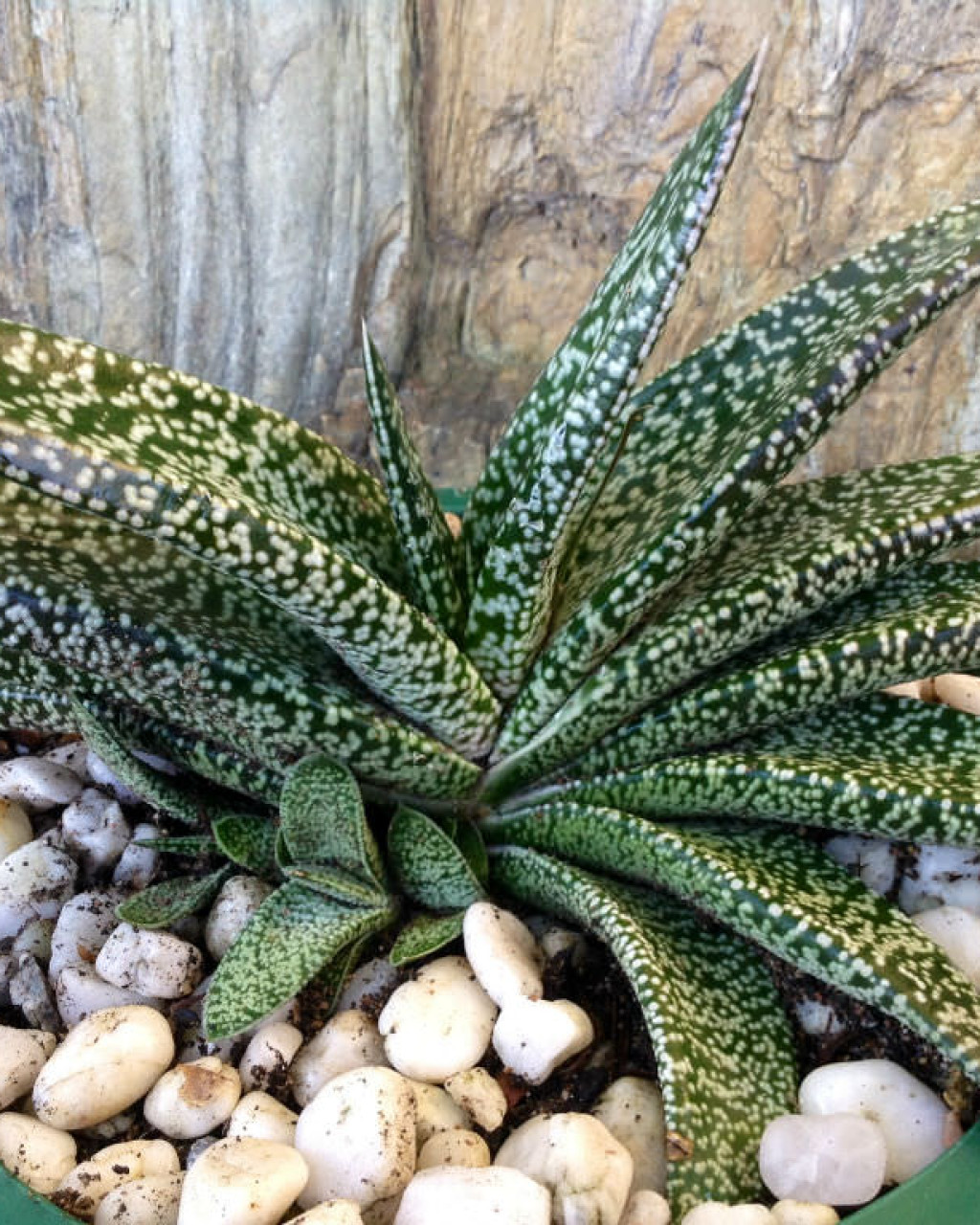 Gasteria carinata var. verrucosa