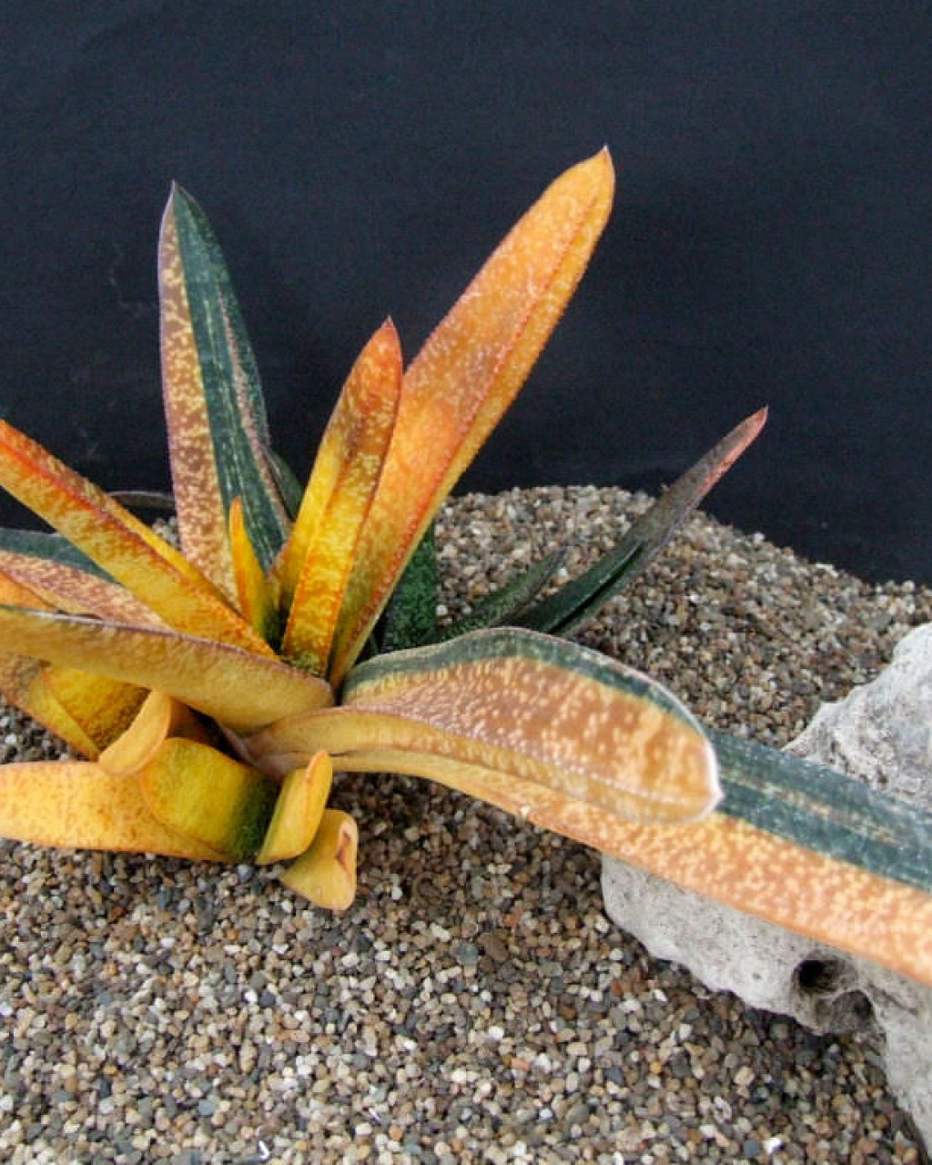Gasteria carinata 'Variegata'