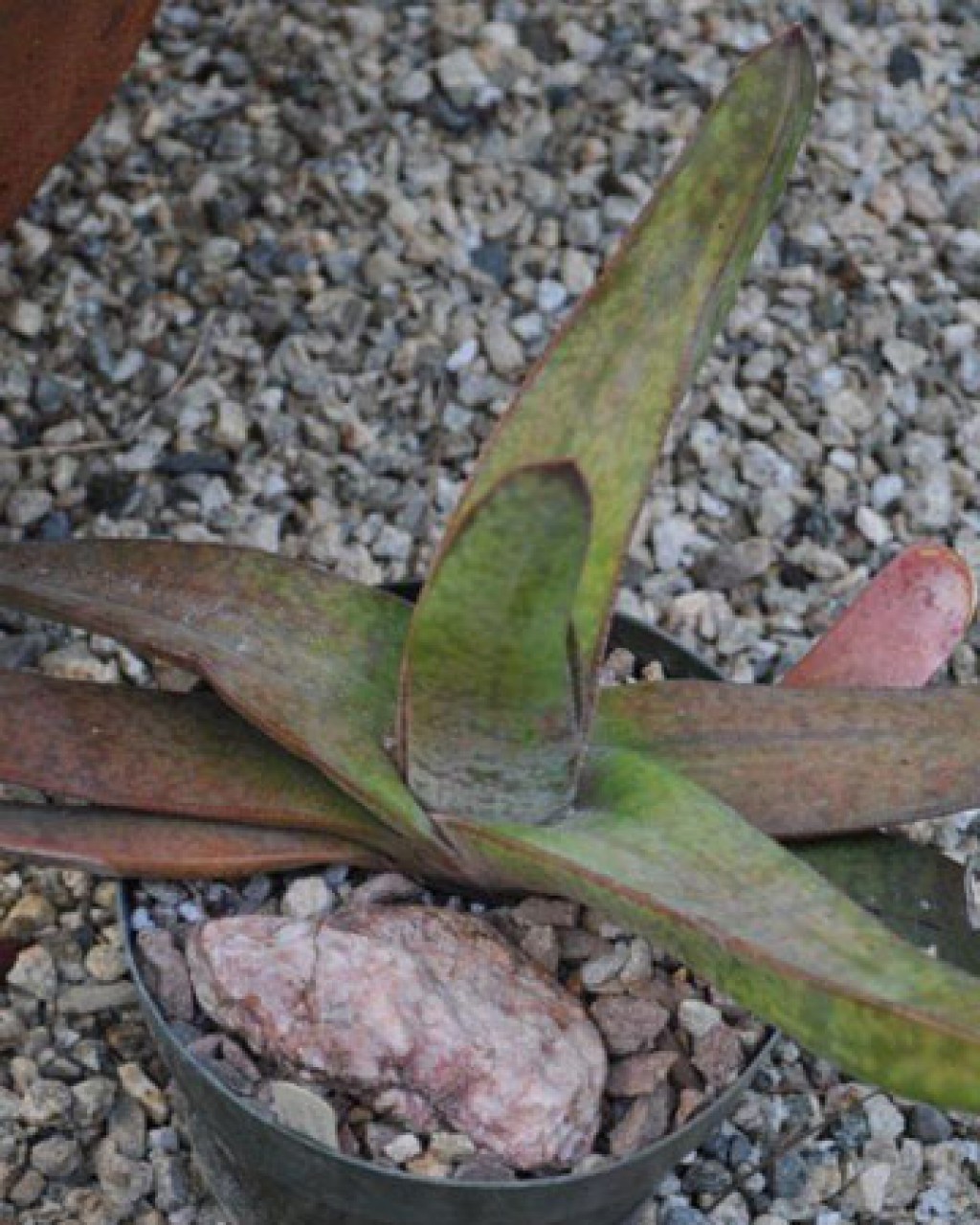 Gasteria Croucheri