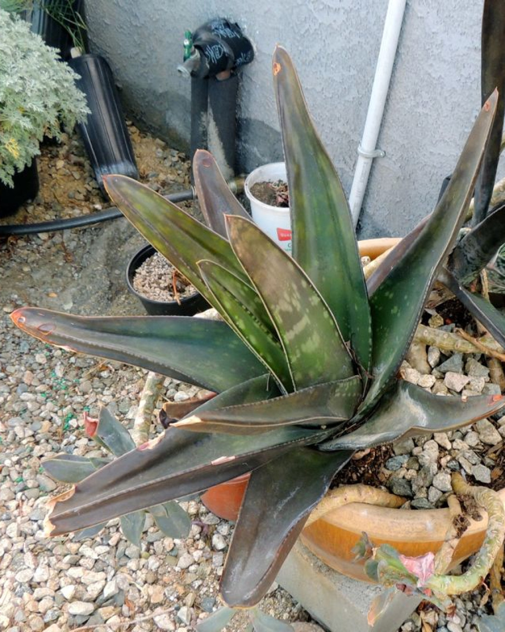 Gasteria croucheri