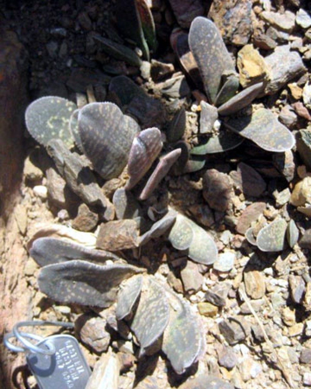 Gasteria Disticha