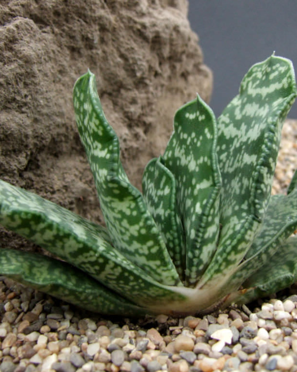 Gasteria disticha