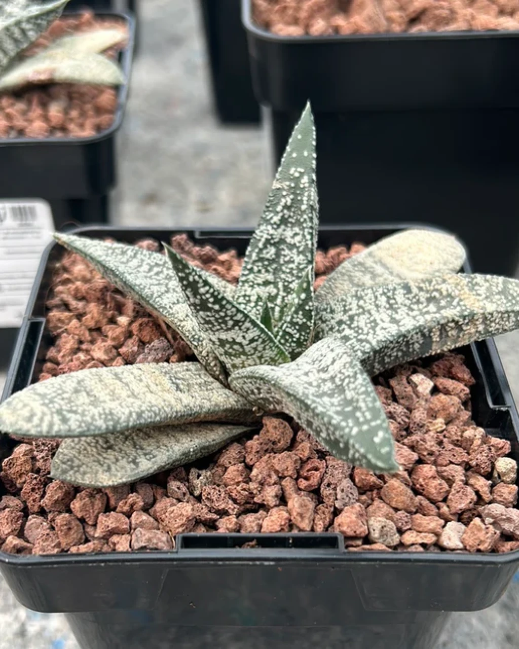 Gasteria ellaphieae