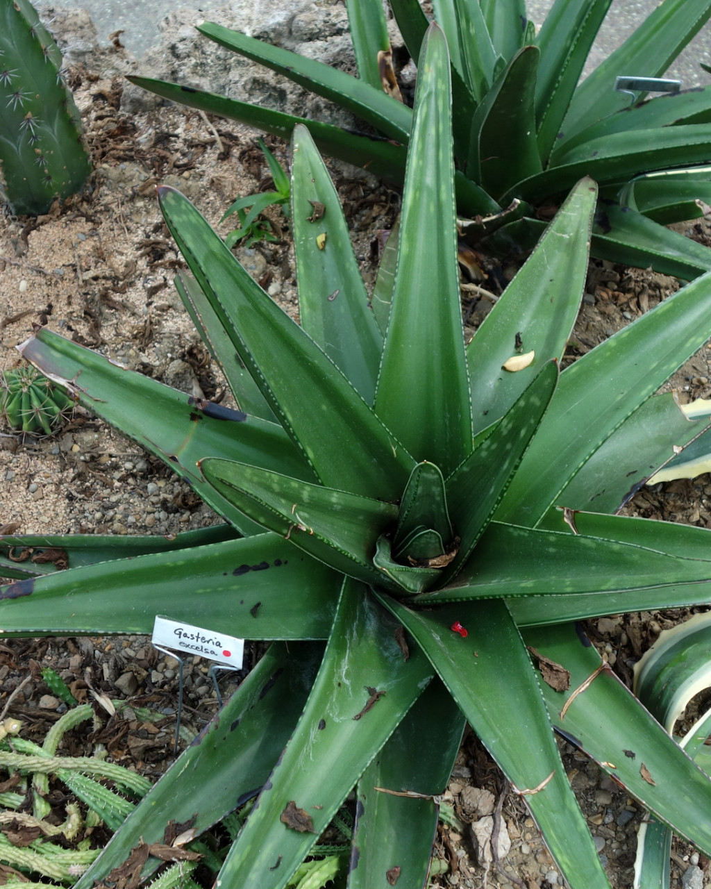 Gasteria excelsa