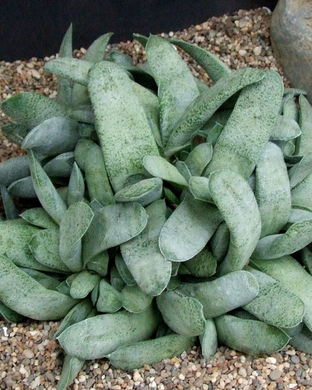 Gasteria glauca