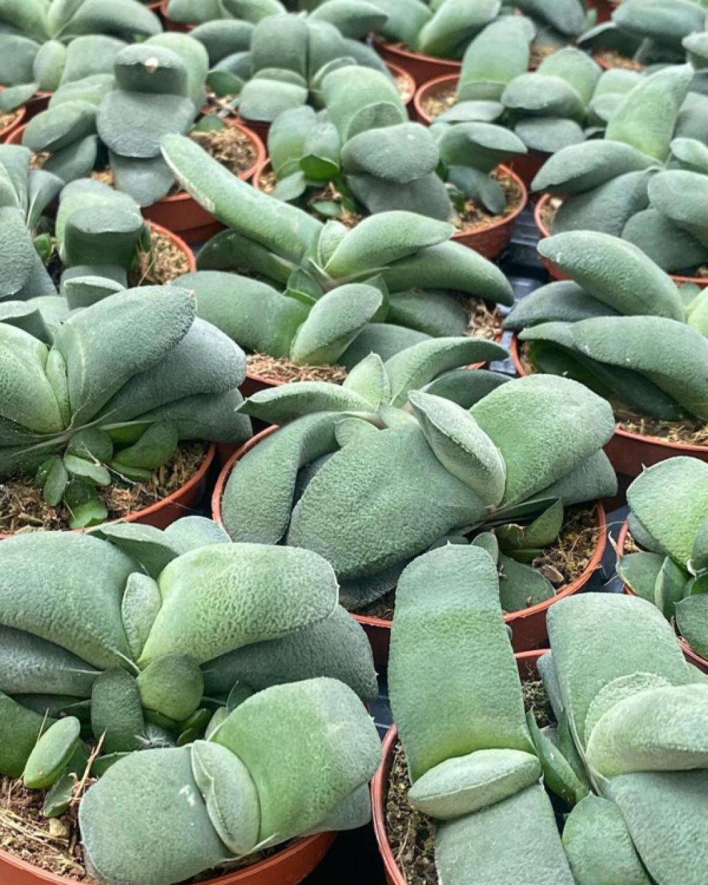 Gasteria glomerata