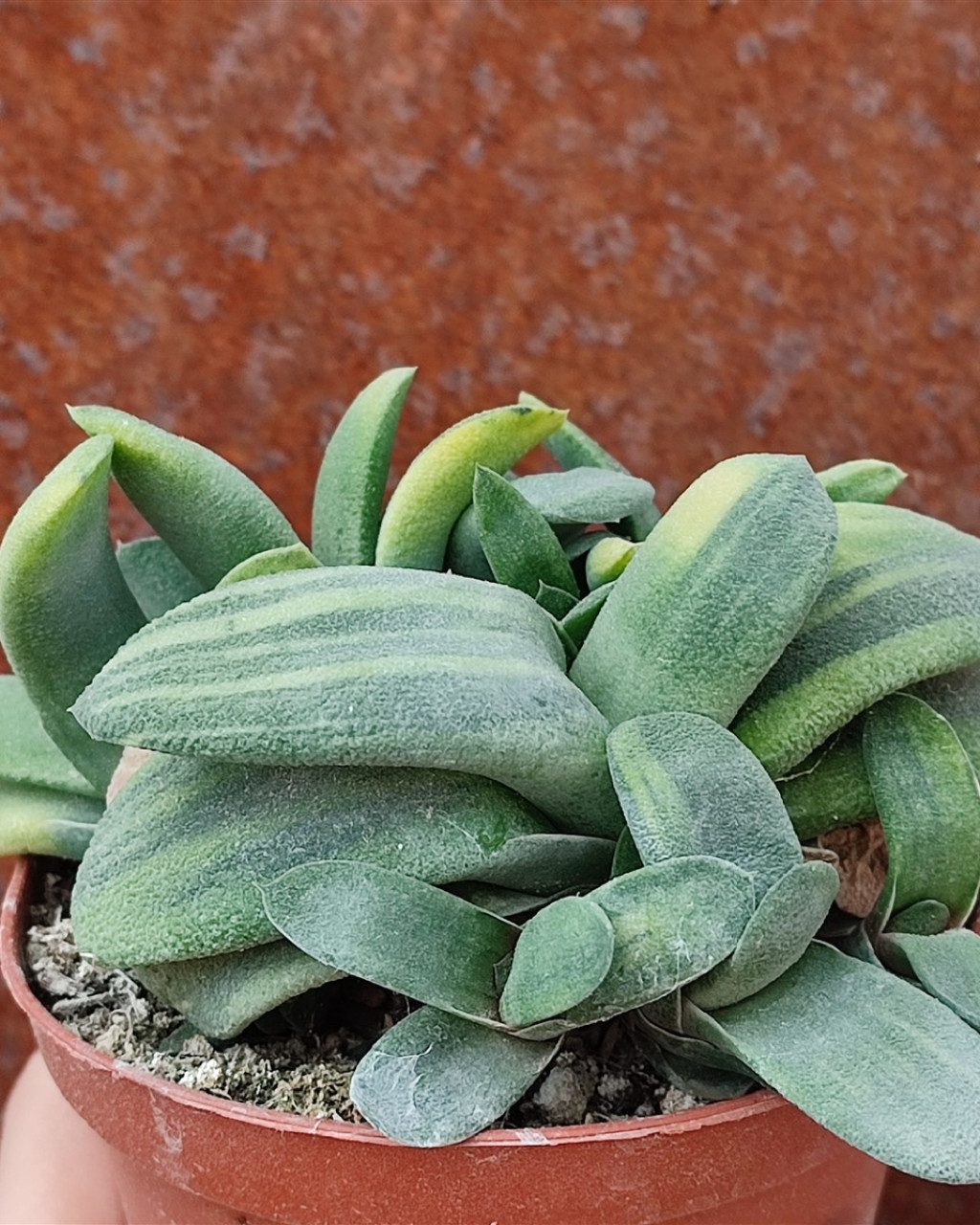 Gasteria glomerata 'Variegata'