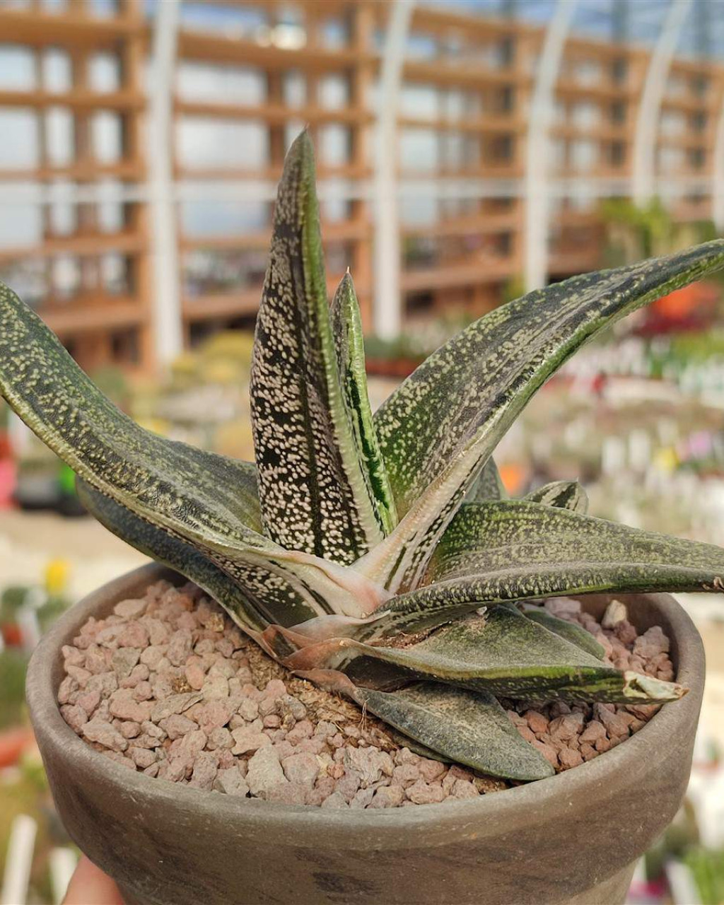 Gasteria 'Little Warty'