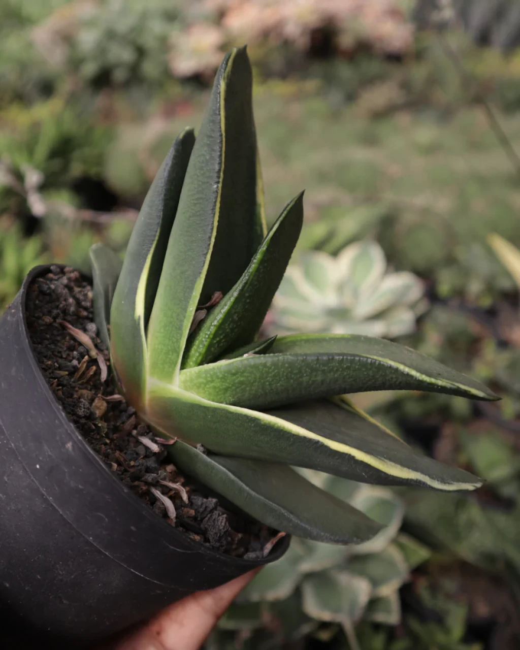 Gasteria nitida