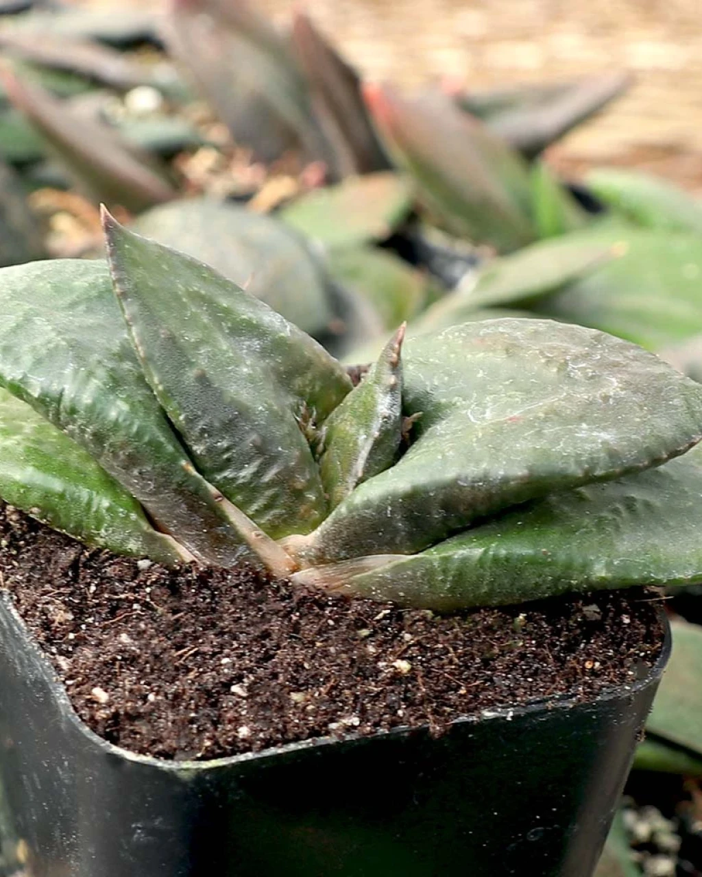 Gasteria nitida var. armstrongii