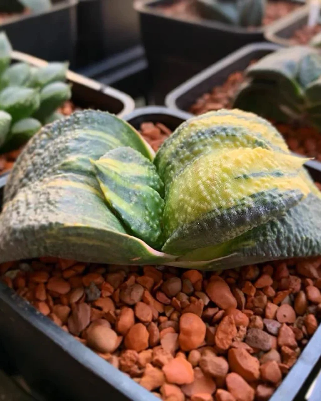 Gasteria nitida var. armstrongii 'Variegata'