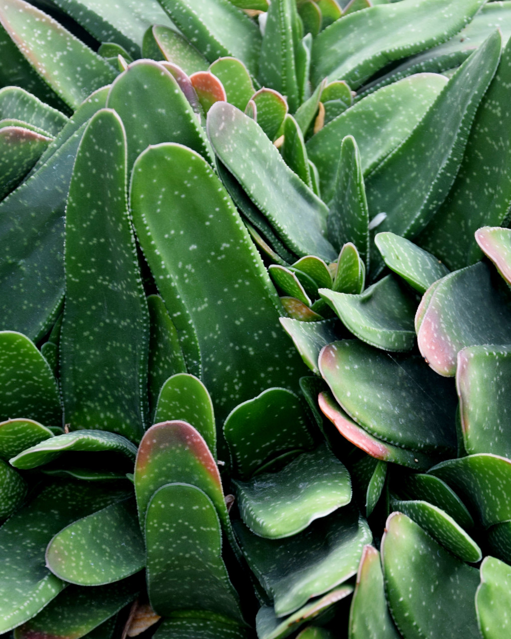 Gasteria pillansii