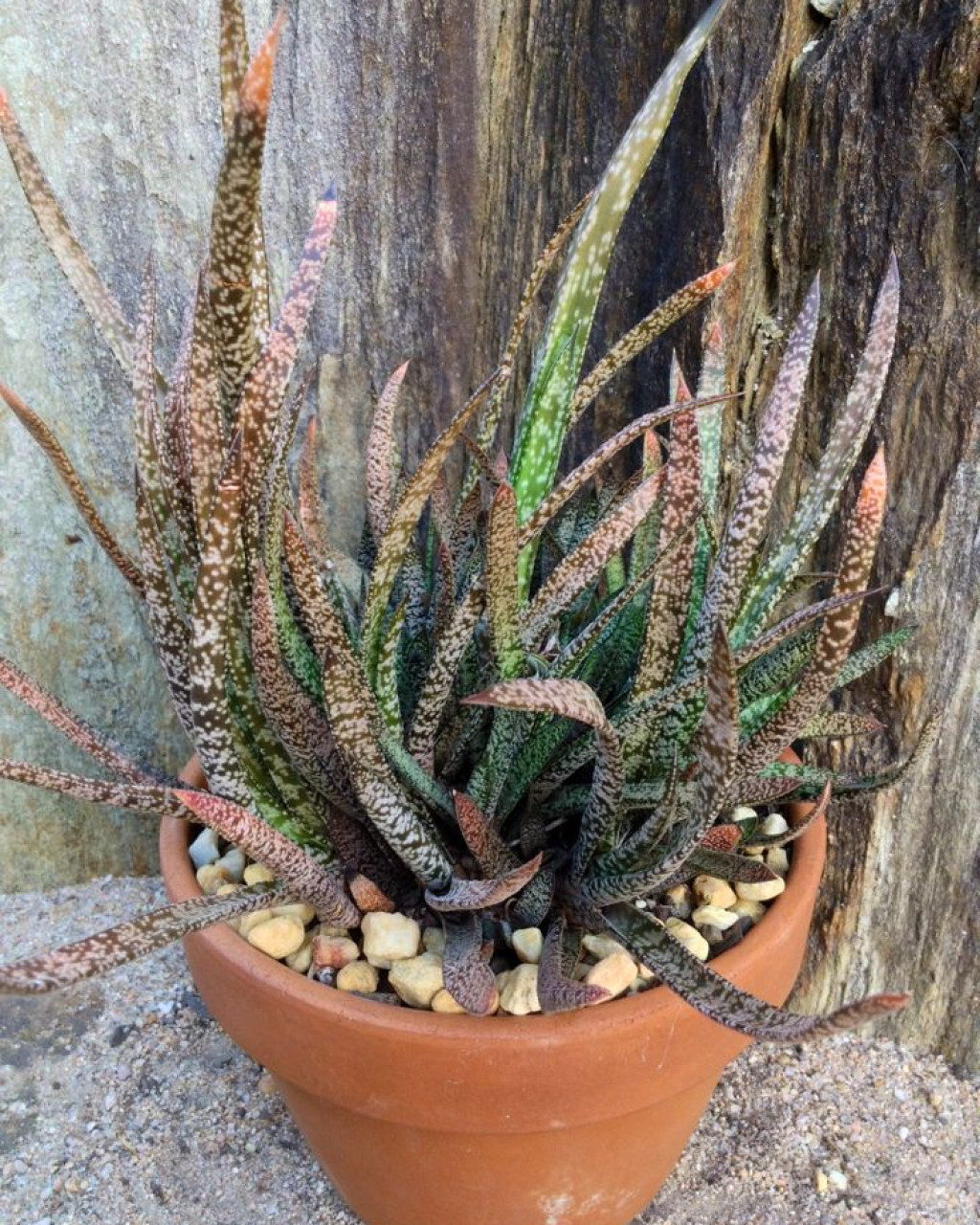 Gasteria pulchra