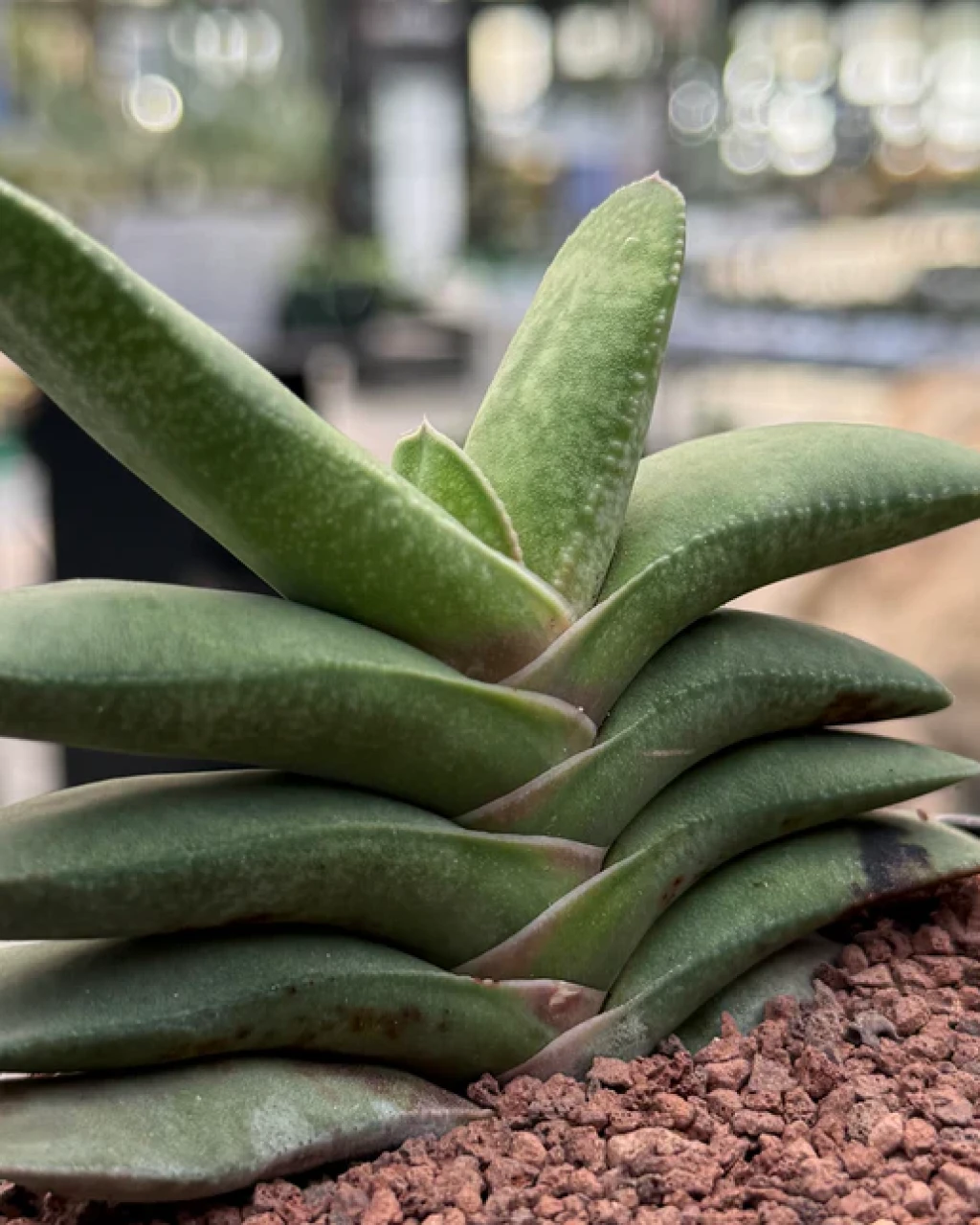 Gasteria rawlinsonii