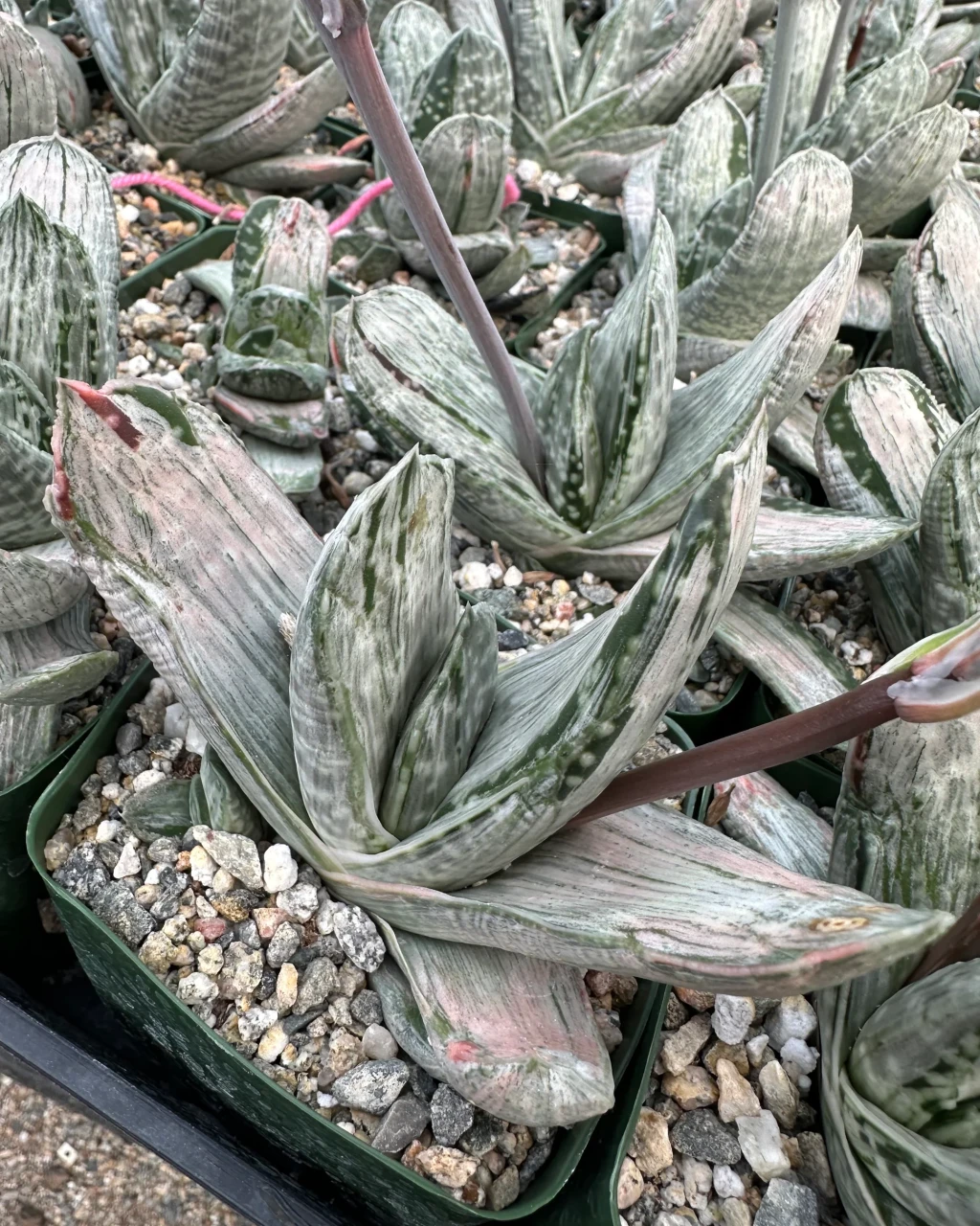 Gasteria 'Sakura Fuji'