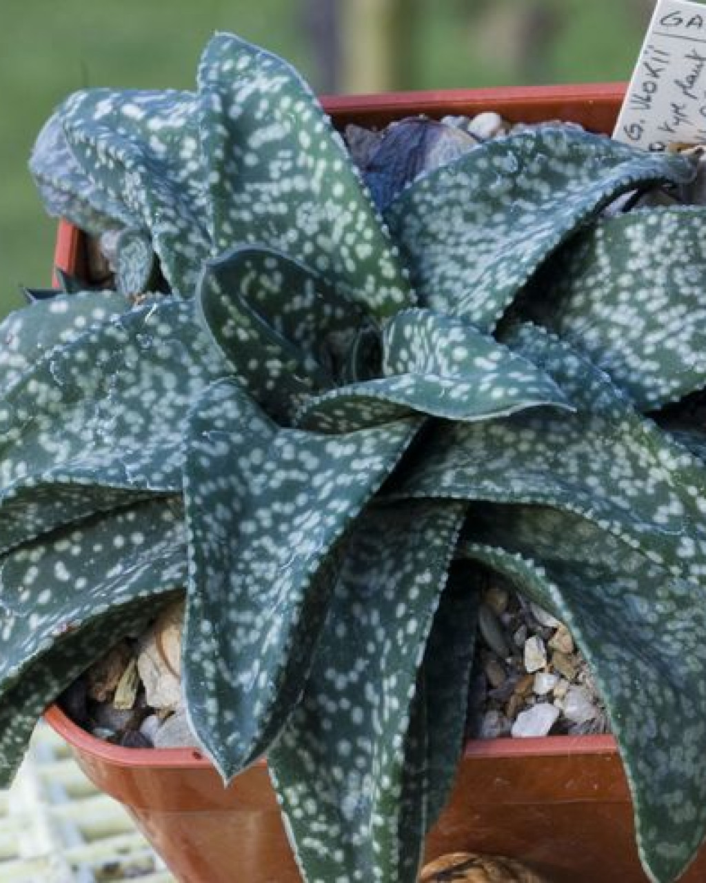 Gasteria vlokii
