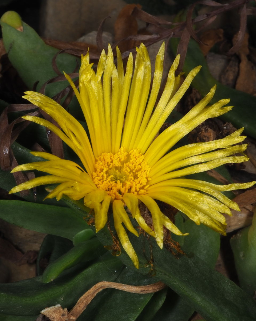 Glottiphyllum