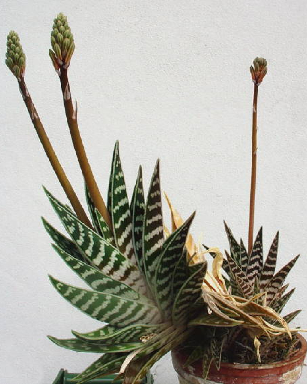 Gonialoe variegata