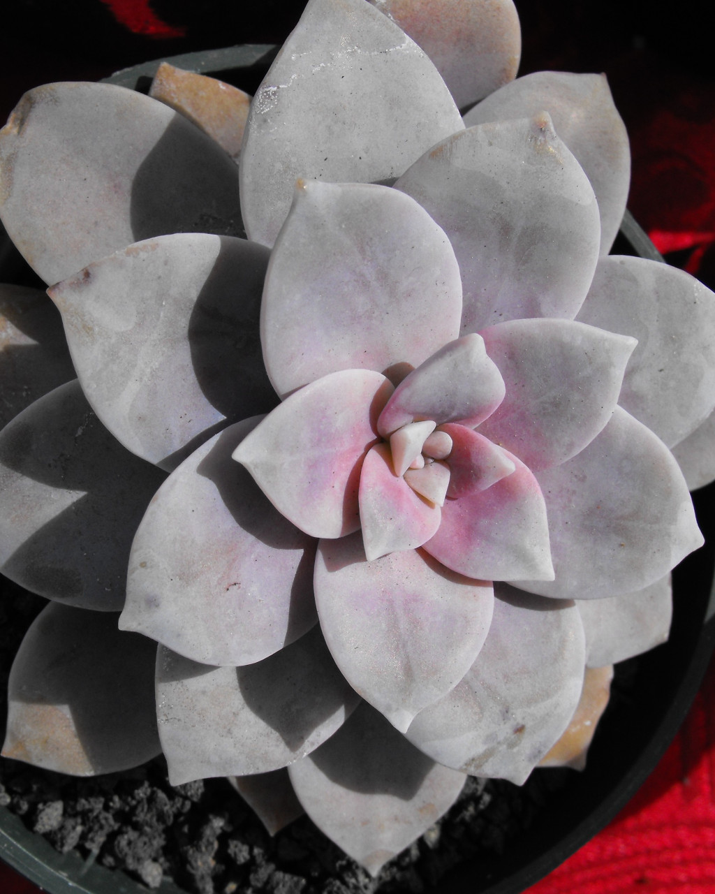 Graptopetalum marginatum