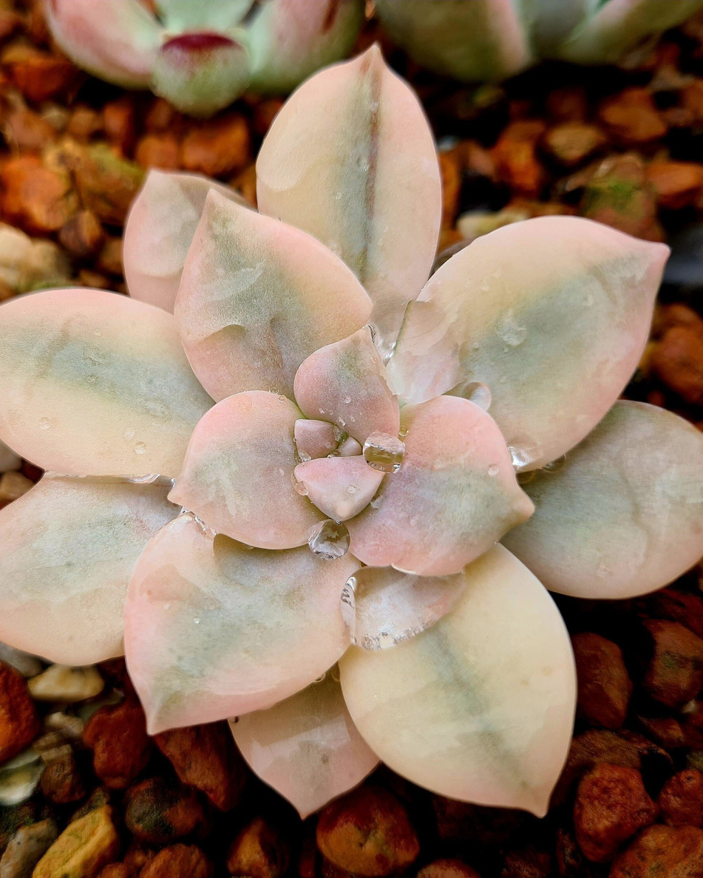 Graptopetalum superbum 'Variegatum'
